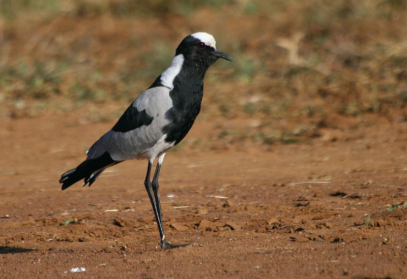 frieda 054.jpg - Bontkiewiet ... Vanellus armatus 31cm